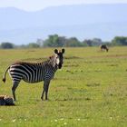 Little zebra and his Mom.