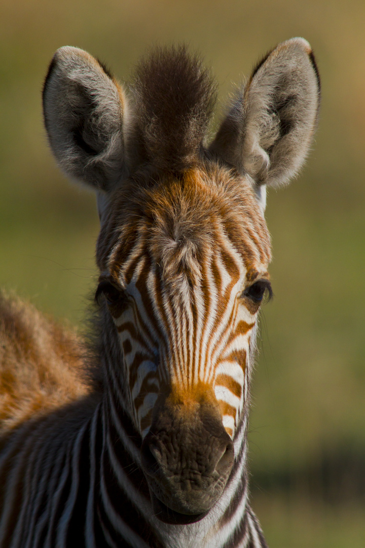 Little Zebra