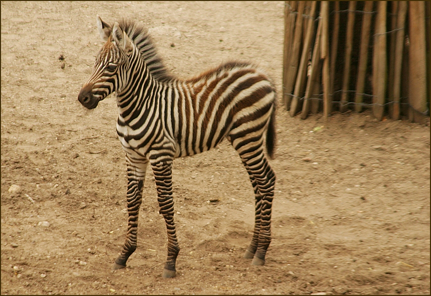 Little Zebra