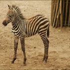 Little Zebra