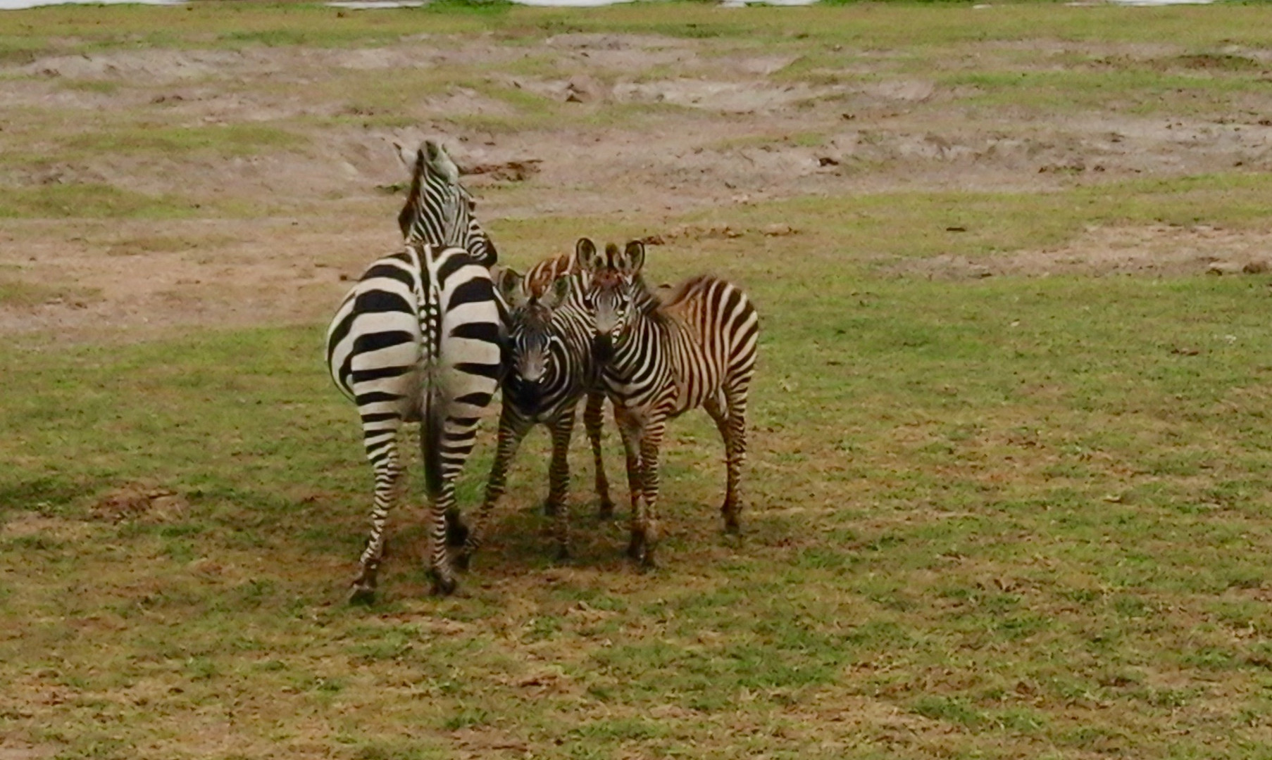 Little zebra twins with mum