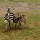 Little zebra twins with mum