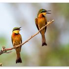 LITTLE.BEE.EATERS