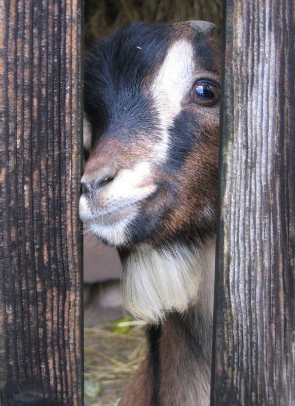 little_goat