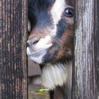 little_goat
