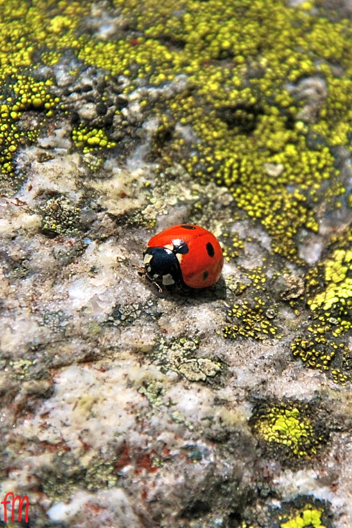 LittleLadybird