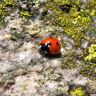 LittleLadybird