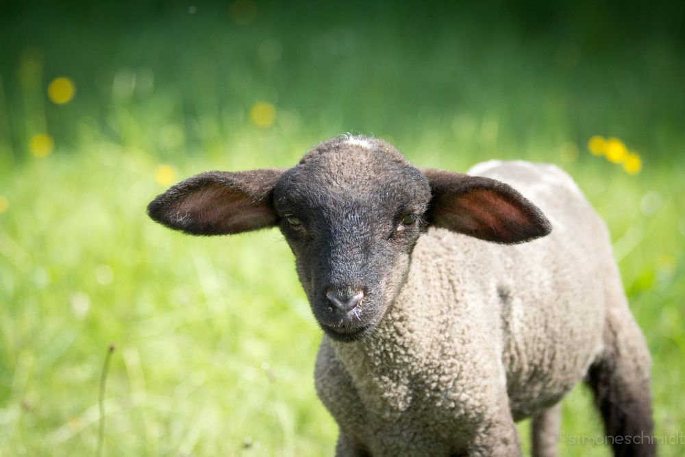 Little.lamb.