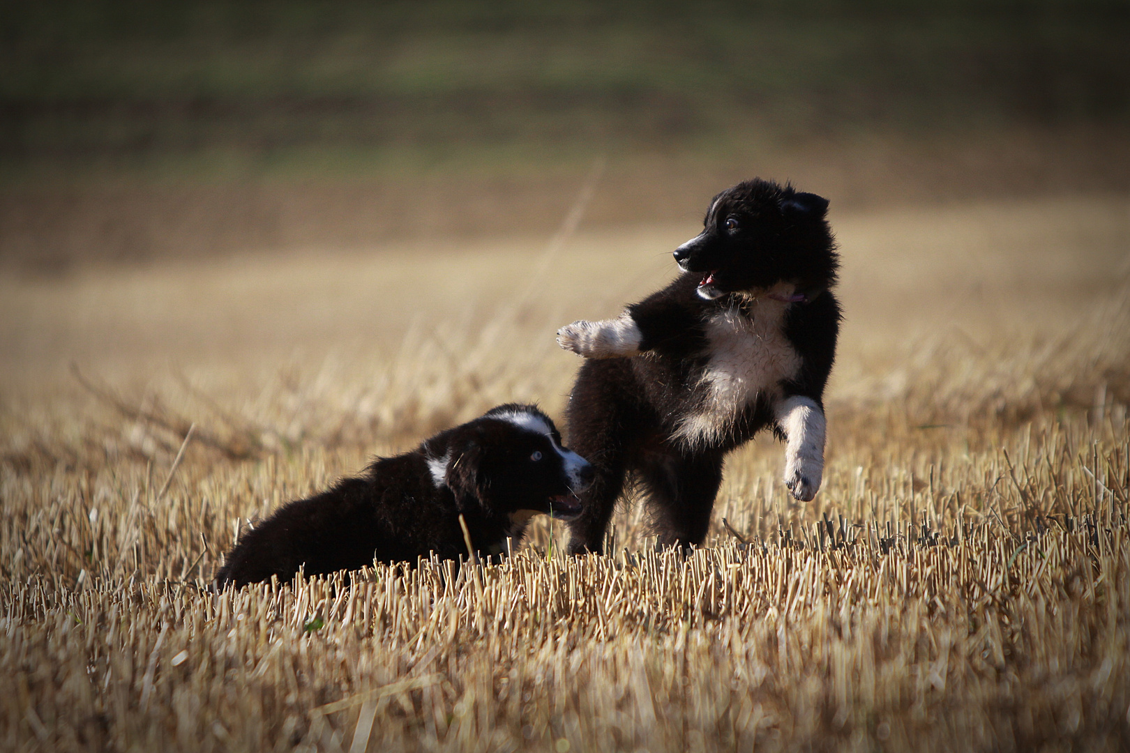 Liv und Gladys 