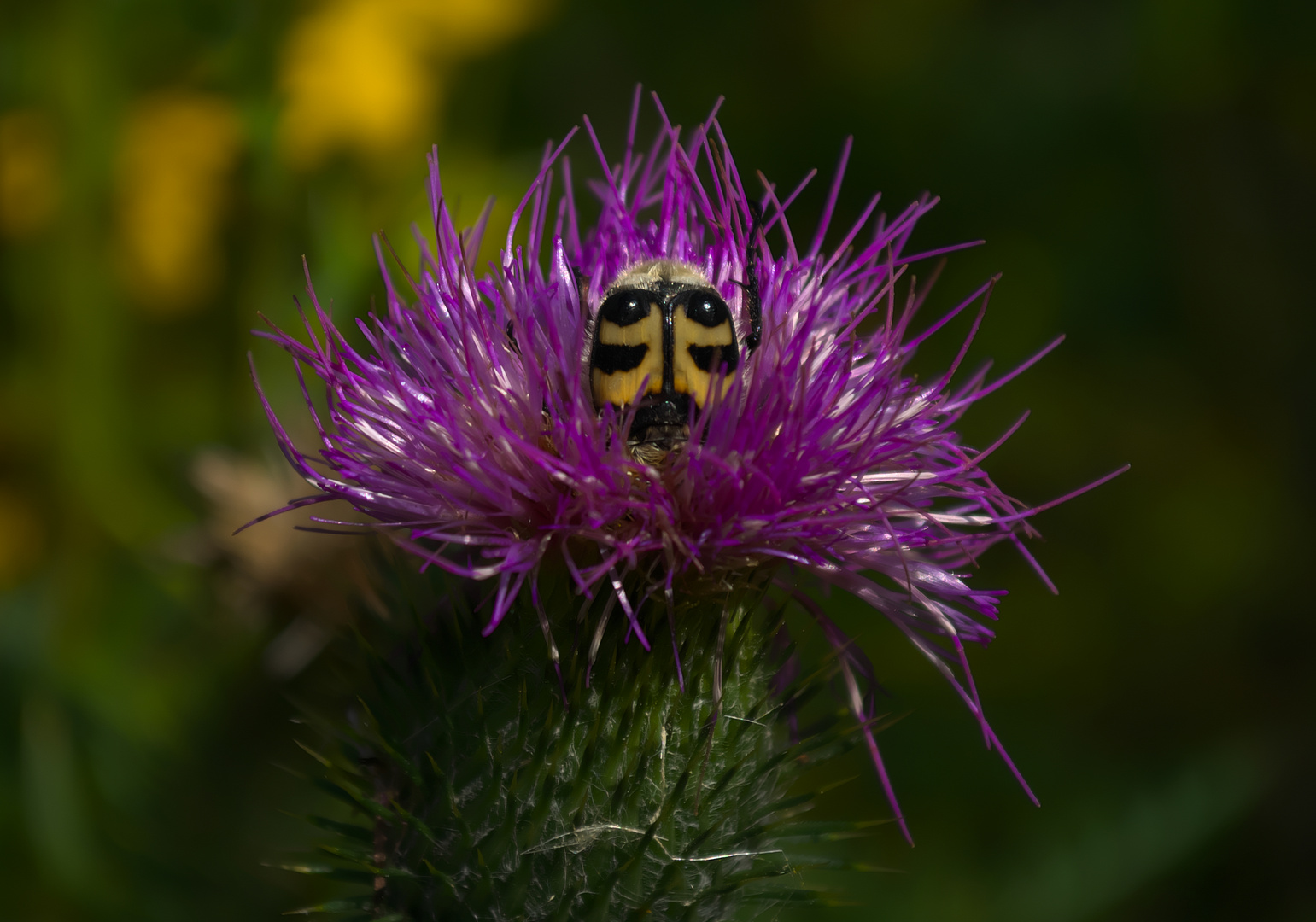 Live Action Kabuki (Pinselkäfer auf Distel)...