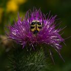 Live Action Kabuki (Pinselkäfer auf Distel)...