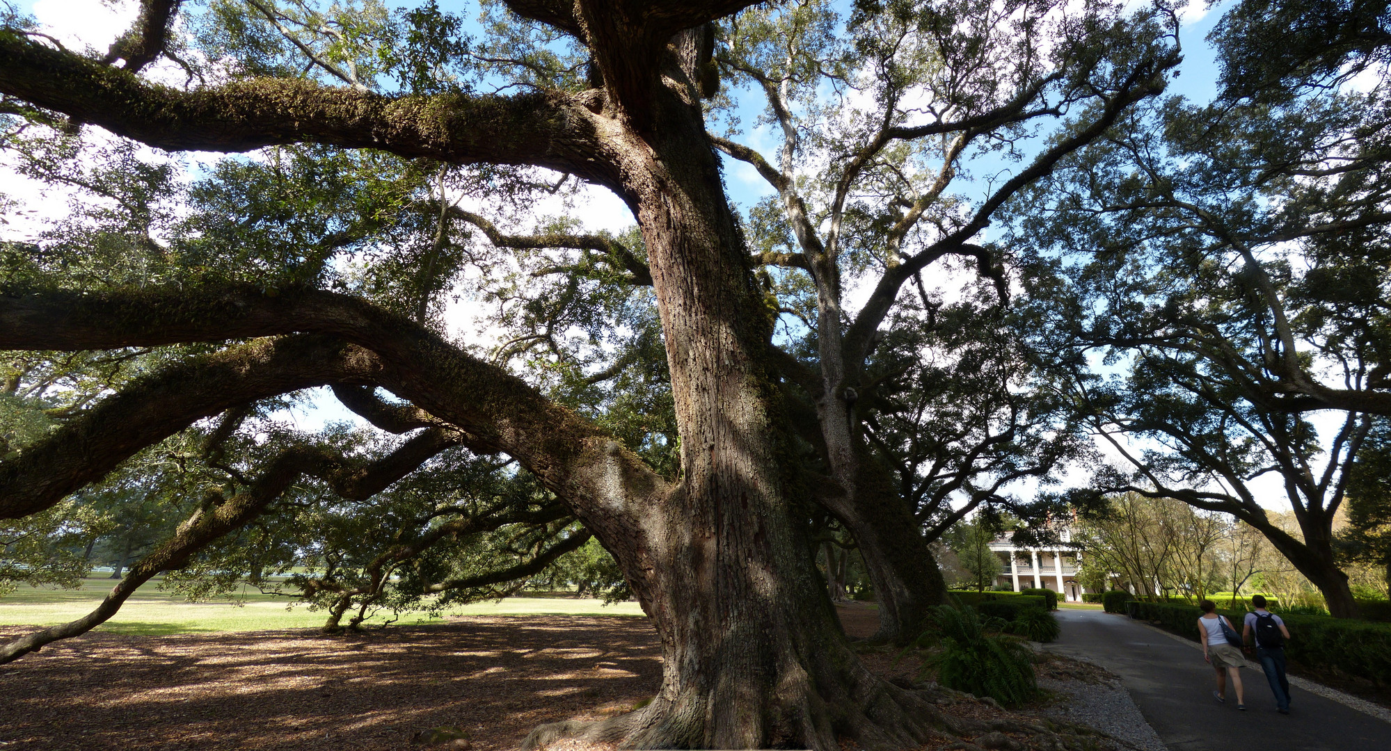 Live Oak Alle hinter der Oak Alley Plantation