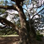 Live Oak Alle hinter der Oak Alley Plantation