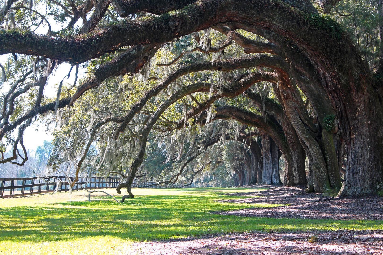 Live Oaks, Boone Hall Plantation, Charleston