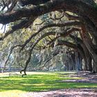 Live Oaks, Boone Hall Plantation, Charleston