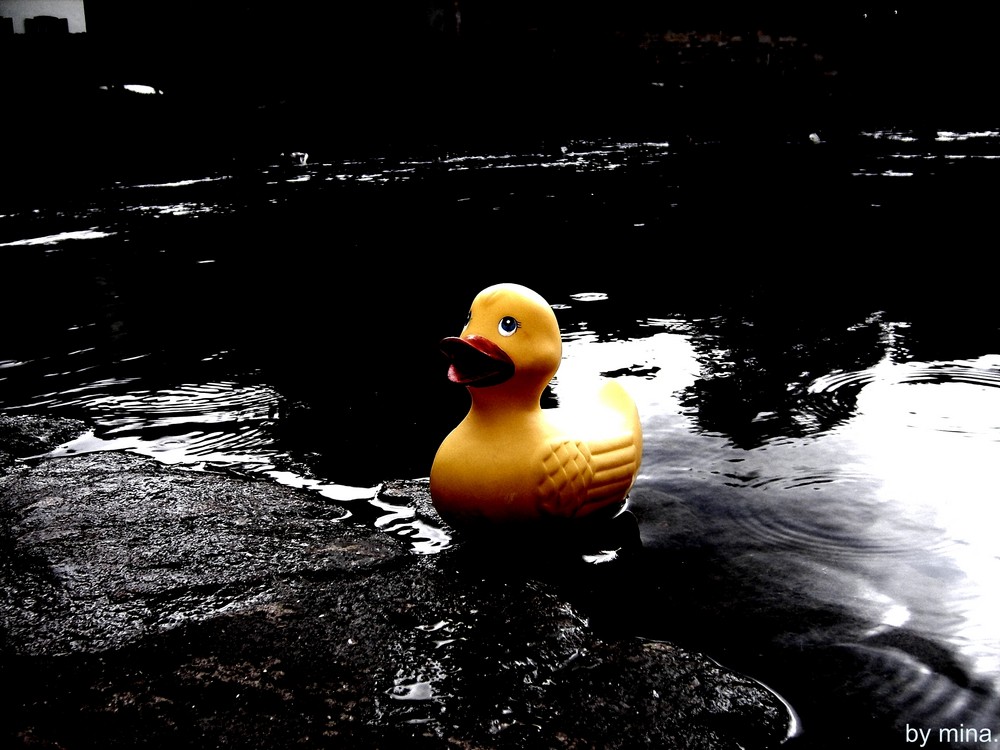 Live your life like a duck.