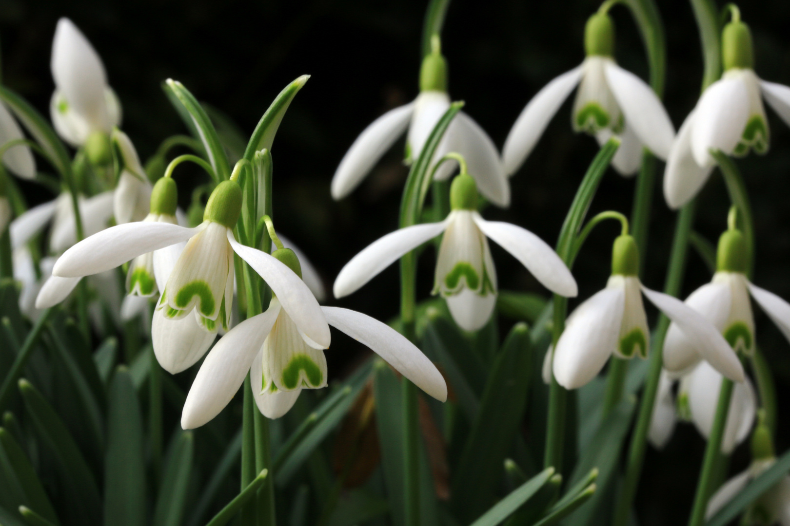 Livebild aus dem Garten