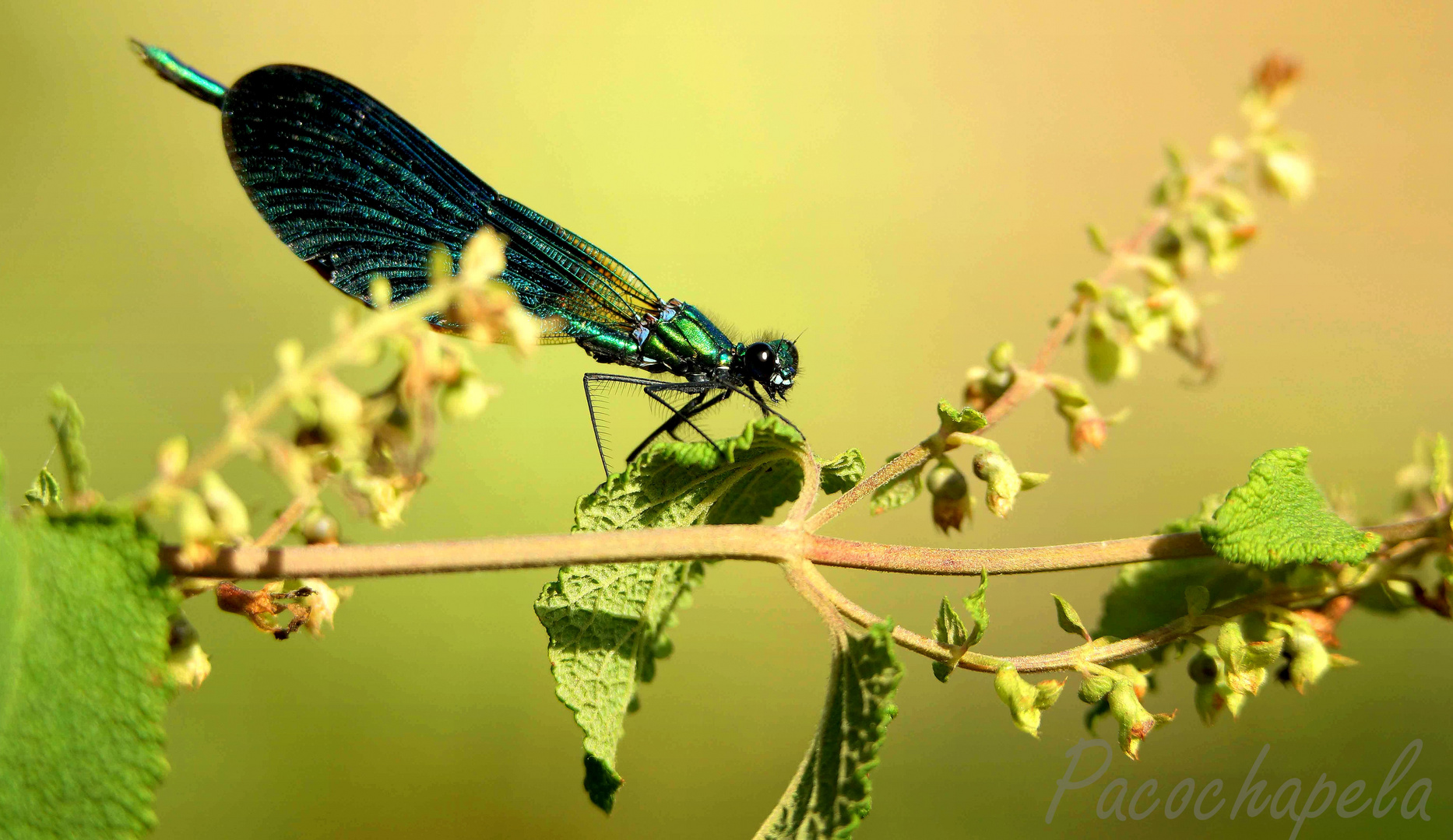 Livelula en verde