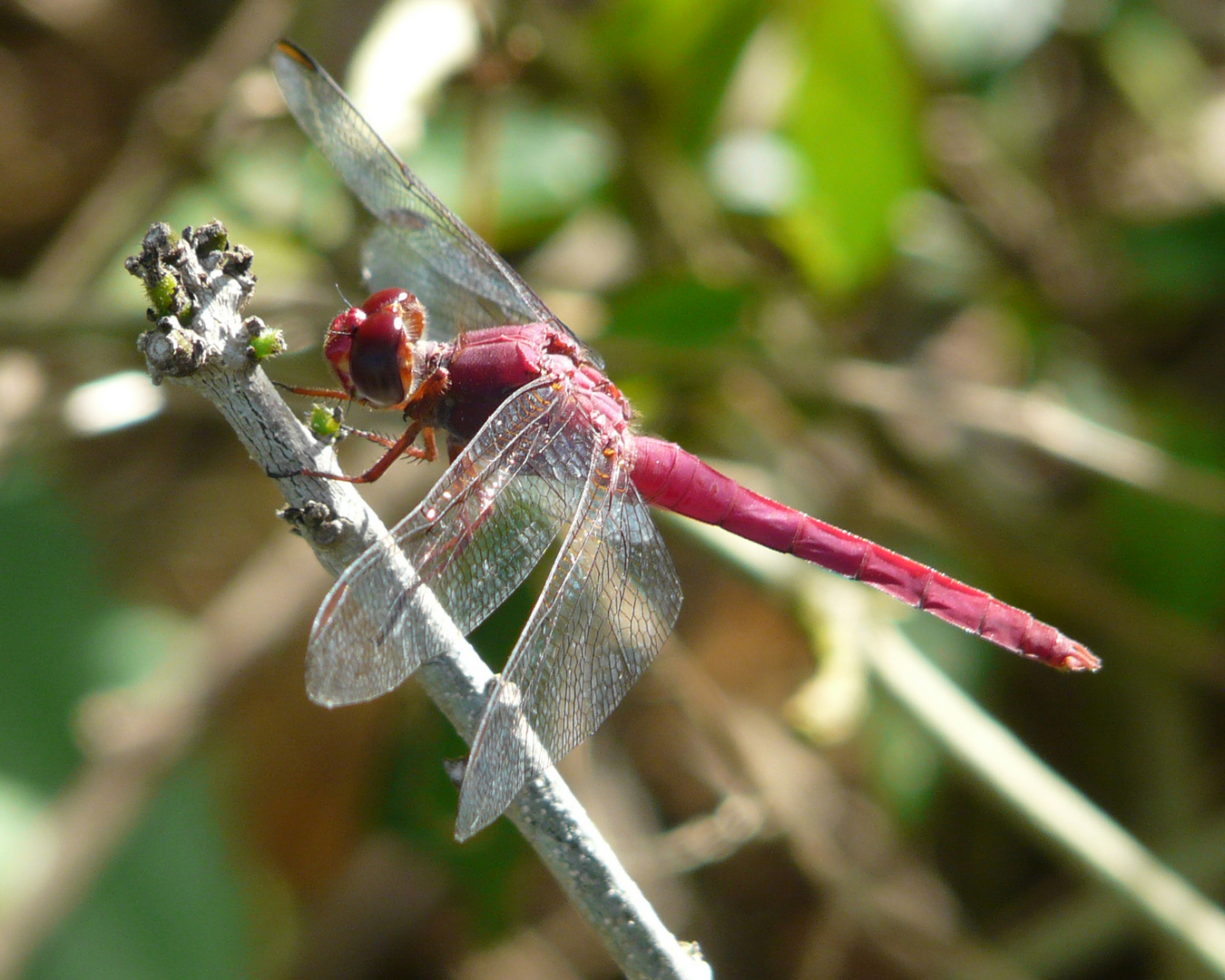 Livelula roja