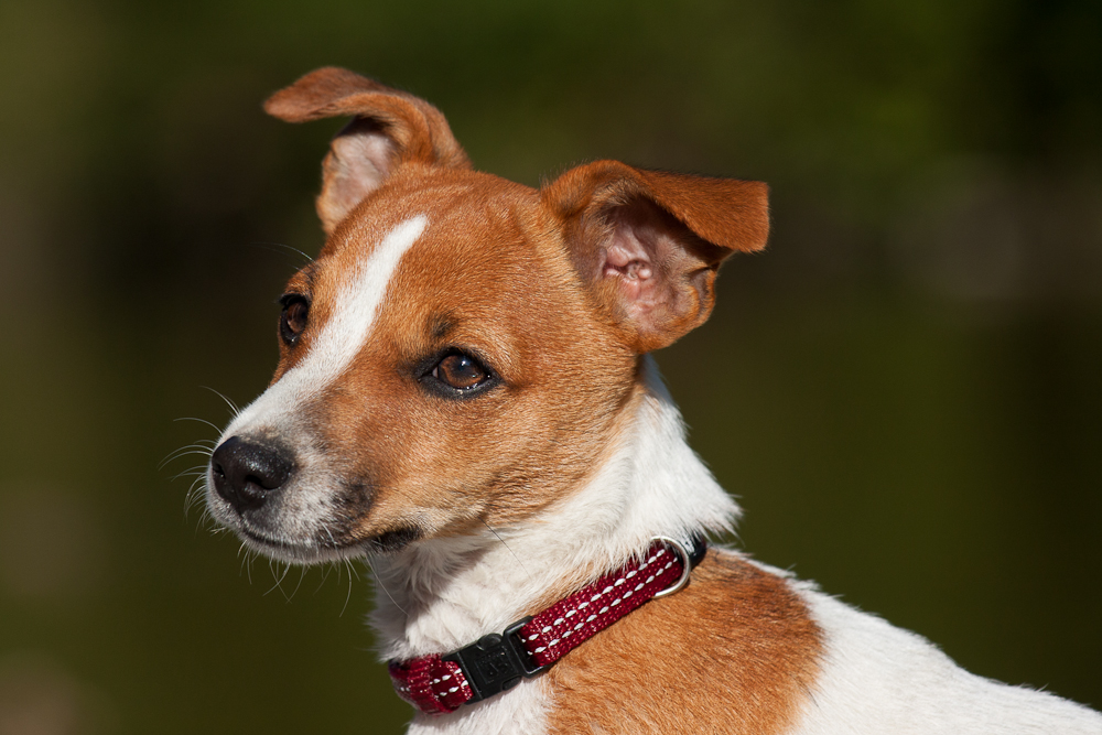 Livi - Jack Russel