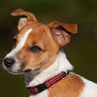 Livi - Jack Russel