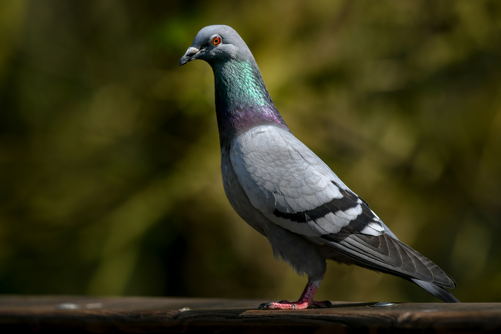 Livia domestica Foto & Bild tiere, wildlife, wild lebende vögel