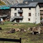 Livigno, Italien                                 DSC_3198