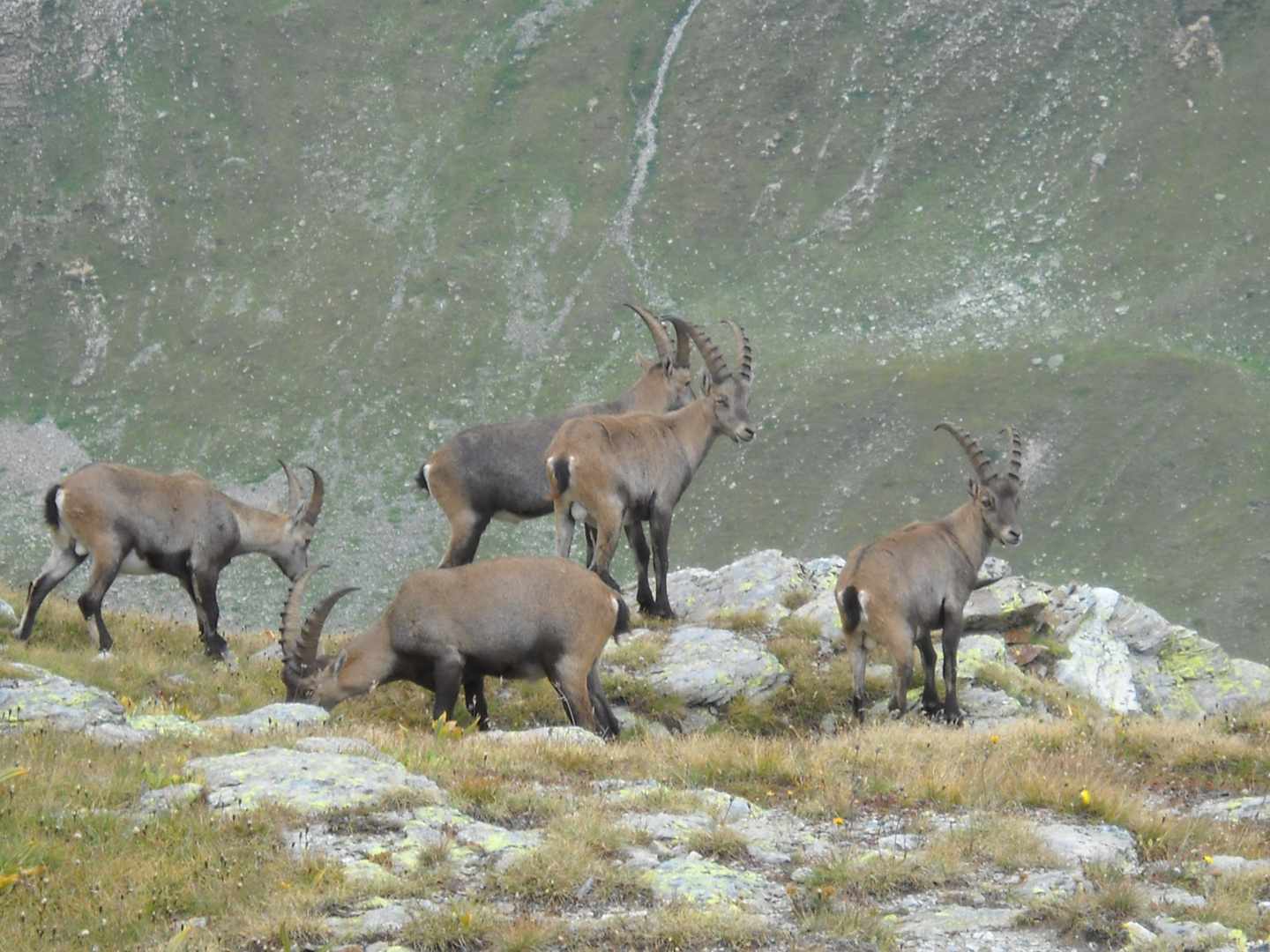 Livigno laghetti Forcola "giovinastri"