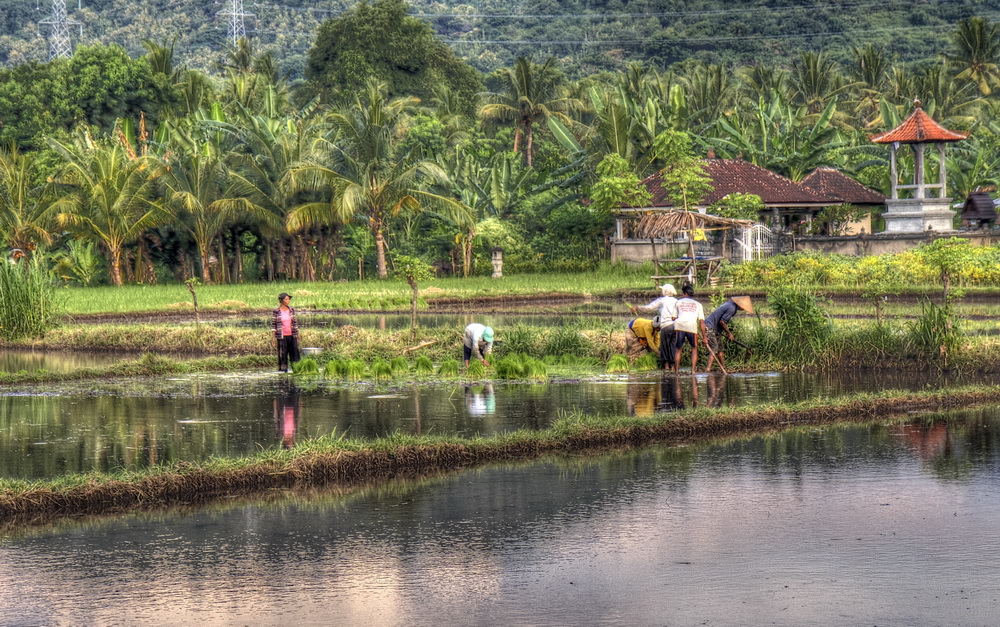 Living and working in the rice fields