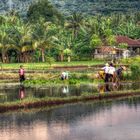 Living and working in the rice fields