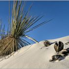 Living Dunes