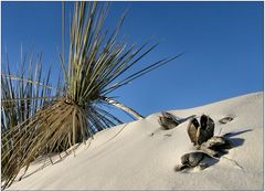 Living Dunes