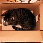 Living in a box