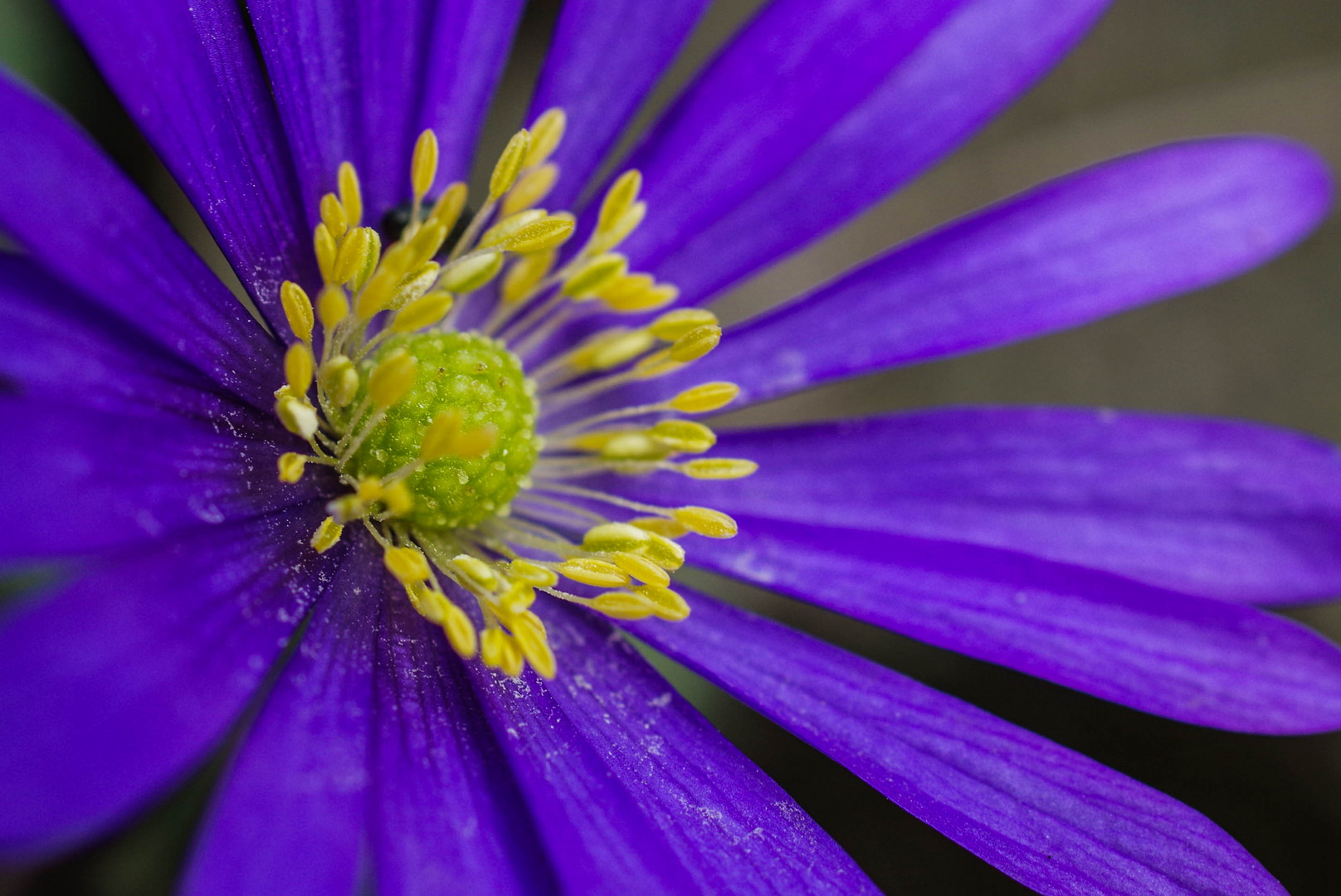 Living in a Flower