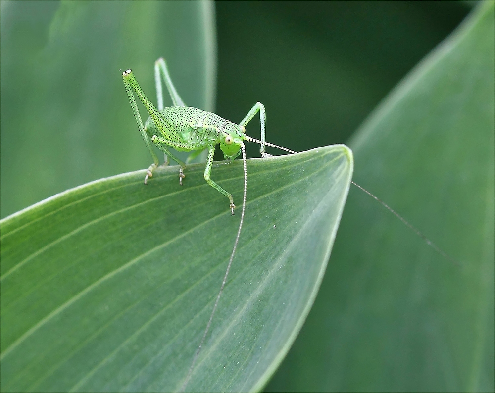 Living in a green world