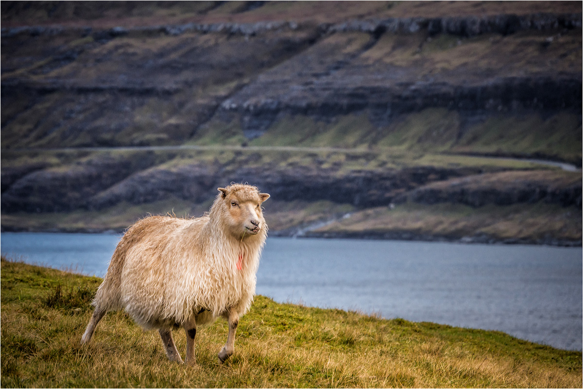 Living in Faroe Islands