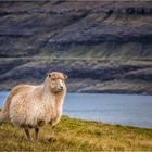 Living in Faroe Islands