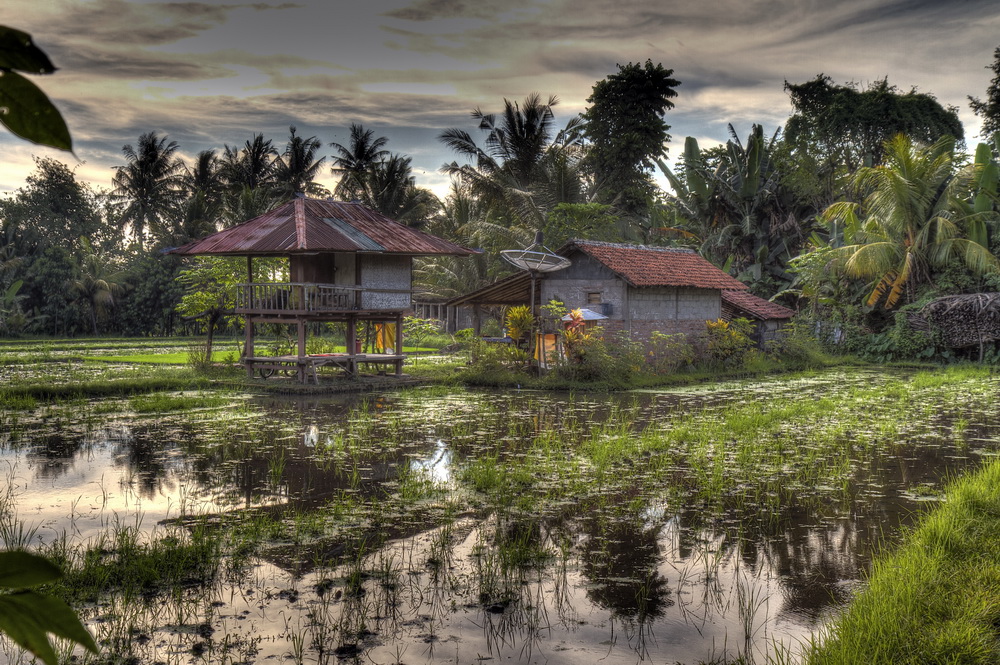 Living in the rice field