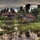 Living in the rice field