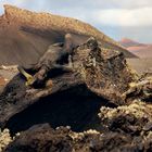 living lava cave