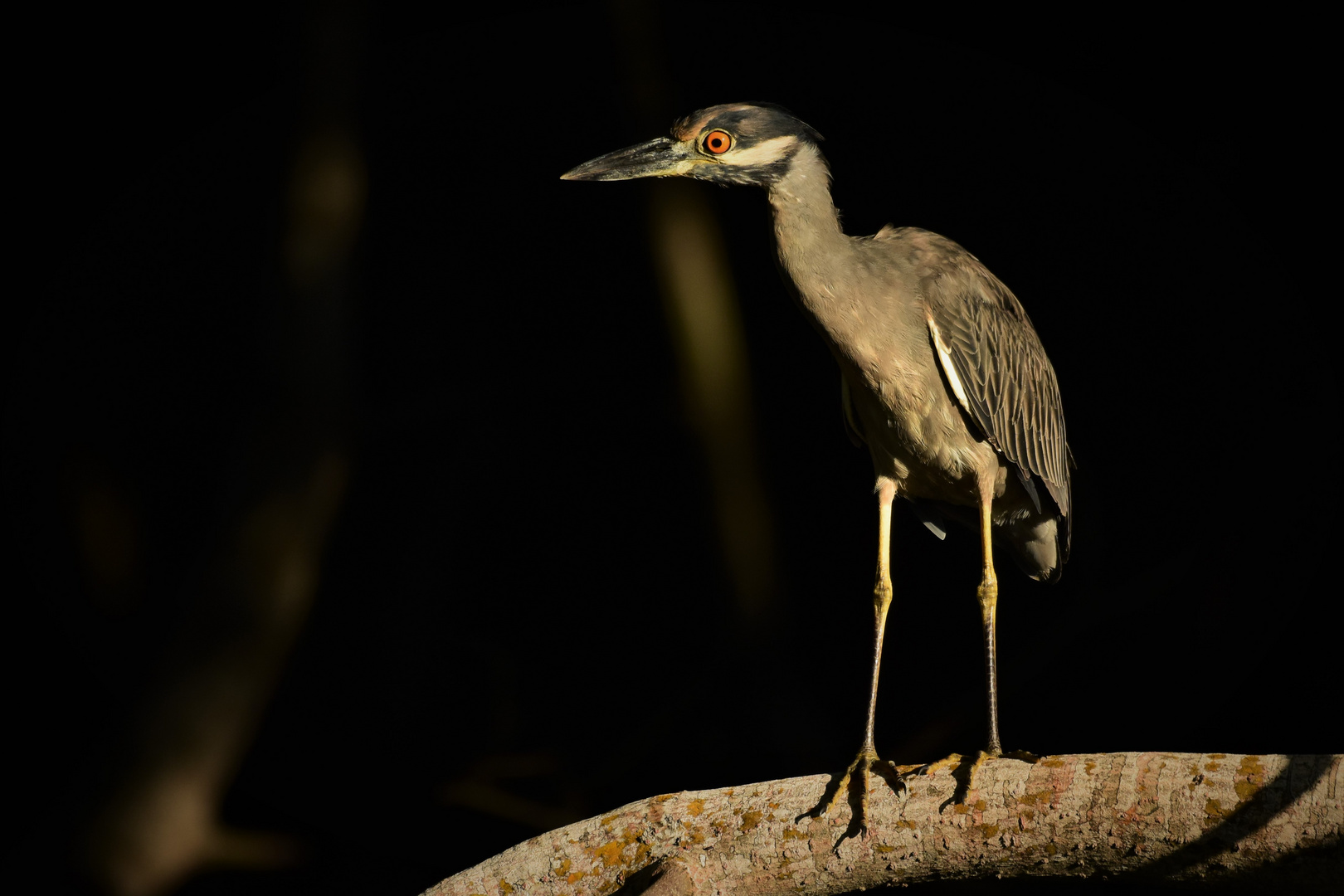 Living Mangrove - Night Heron