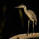 Living Mangrove - Night Heron