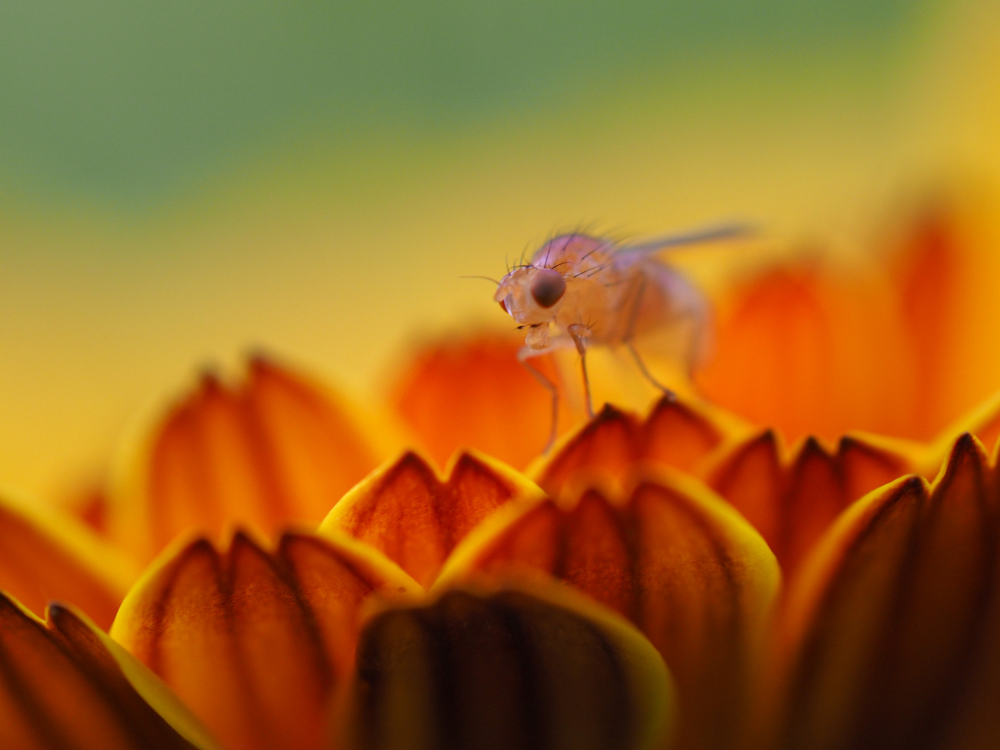 Living on a flower