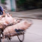 Living Pork Transport