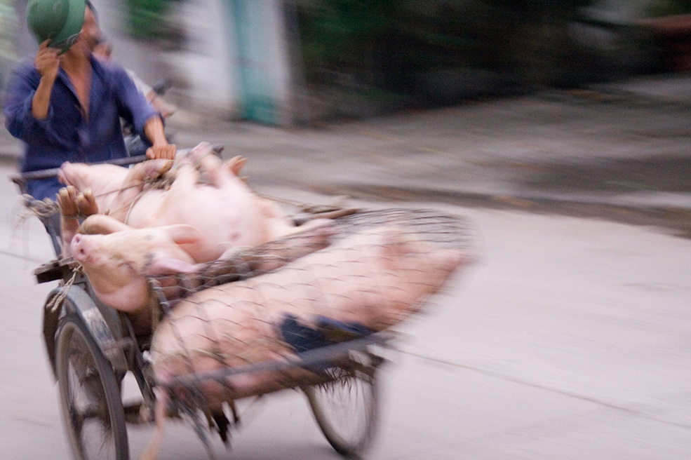 Living Pork Transport