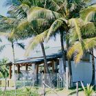 Living right under a coconut tree in a tropical paradise.