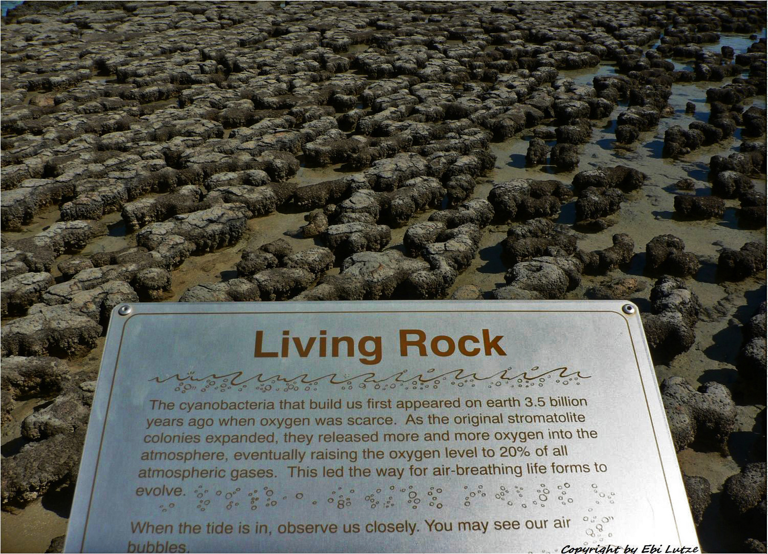 * Living Rock / so we can breathe *