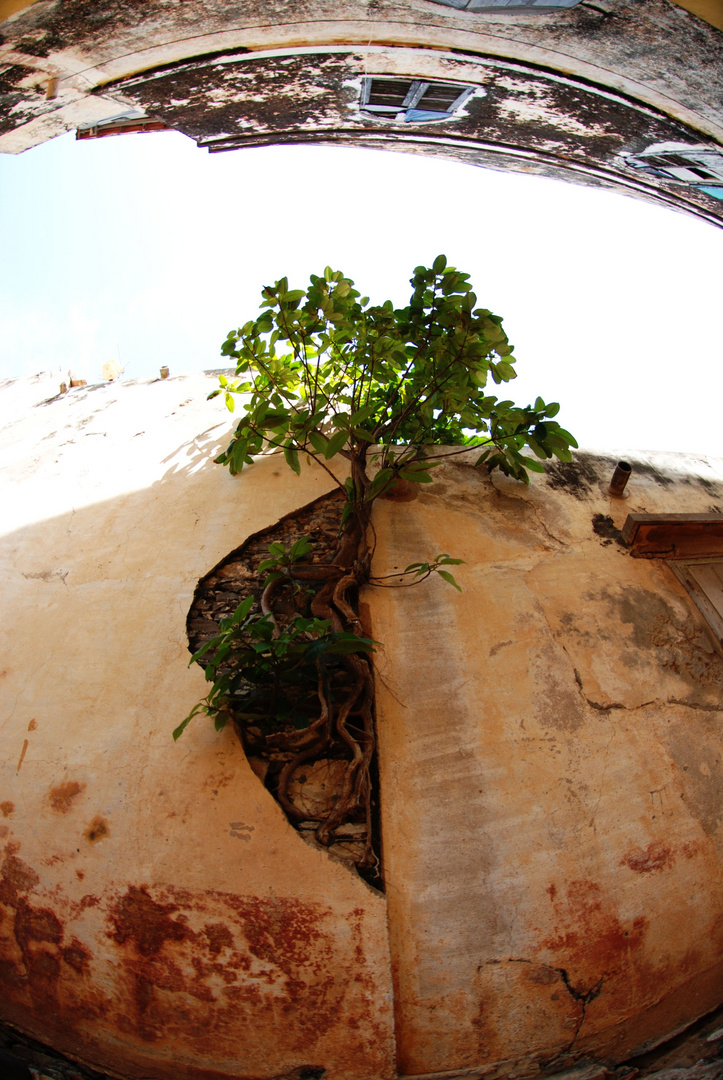 Living Wall