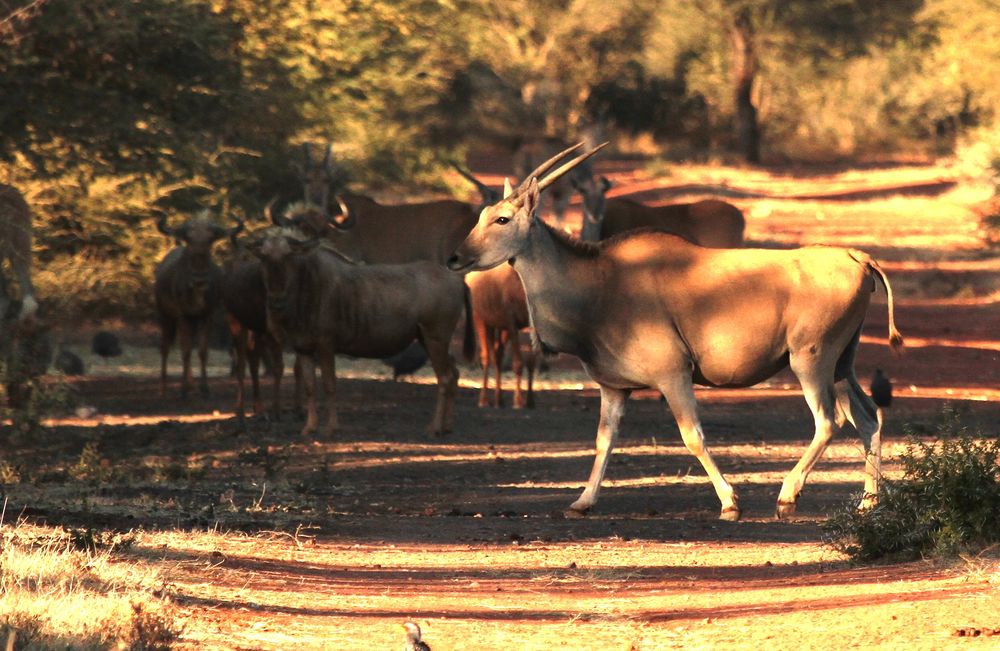 Livingston Eland A