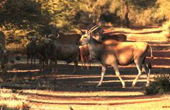 Livingston Eland A